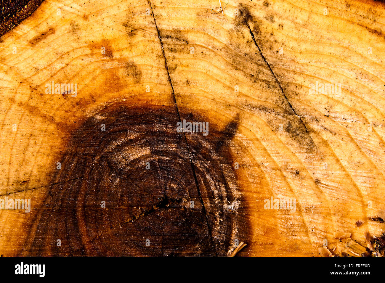 Close up view of cross section of tree trunk showing growth rings ...