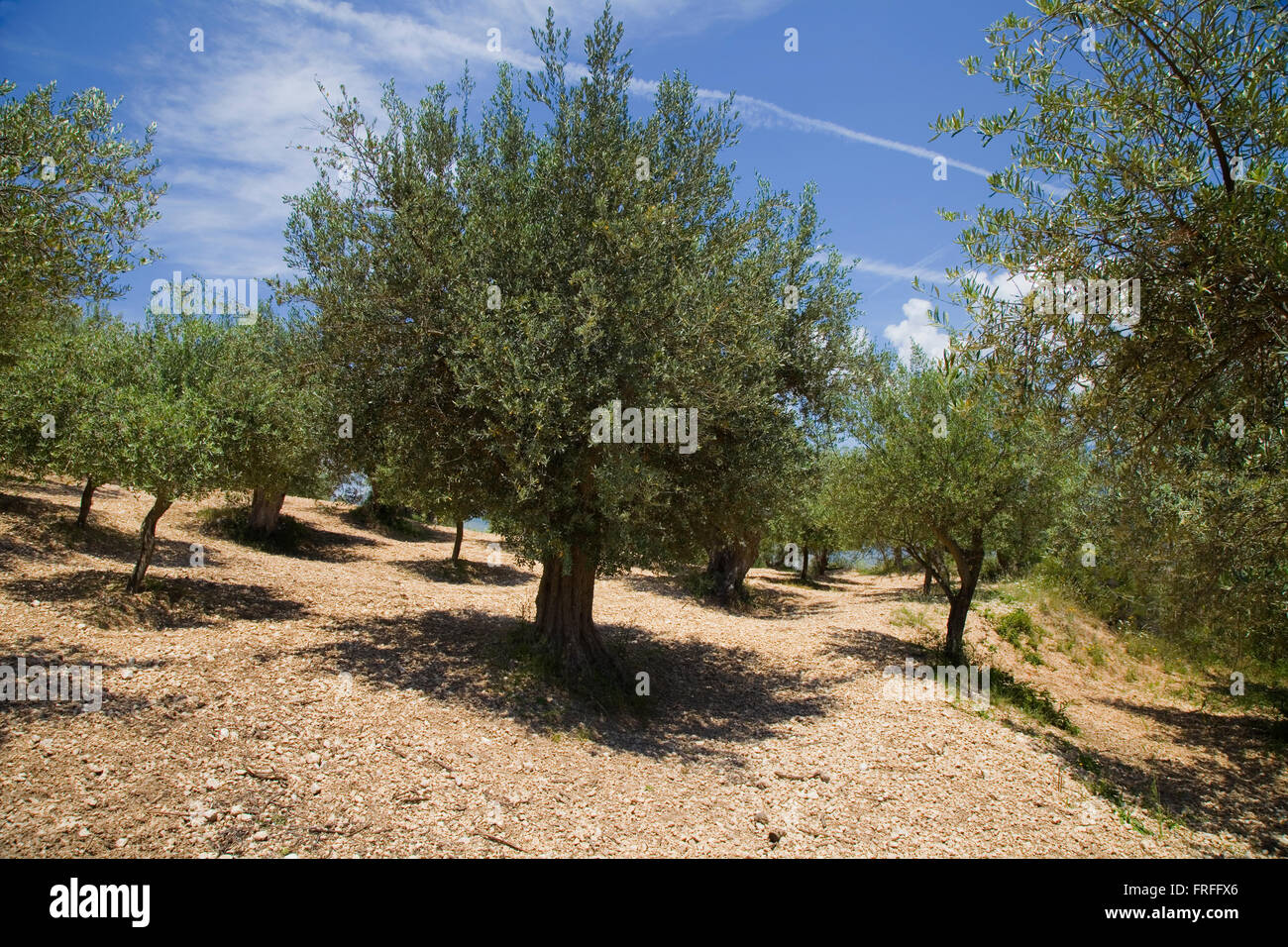 View of olive trees in an olive grove, in Italy Stock Photo