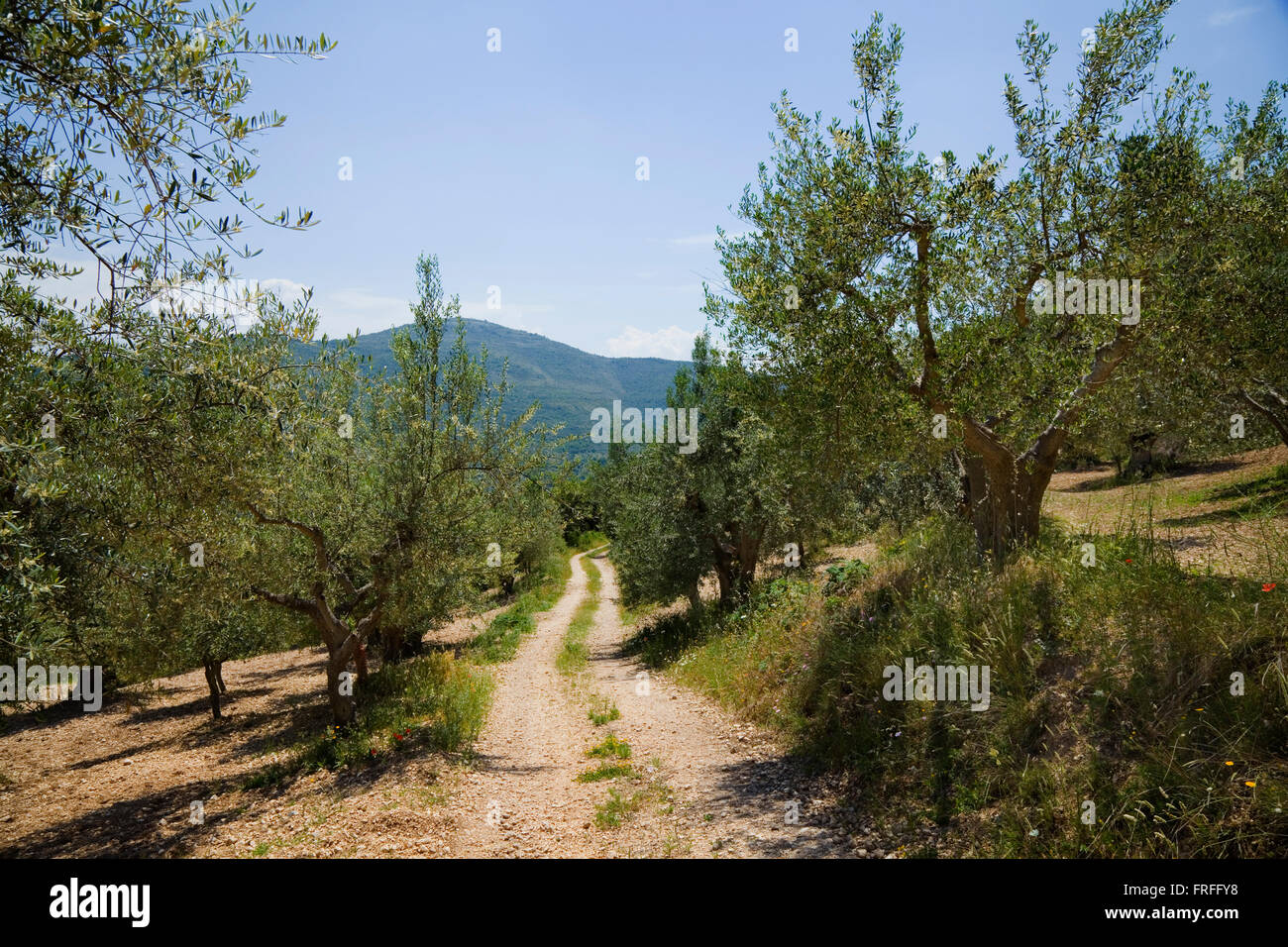 view of olive trees in an olive grove Stock Photo