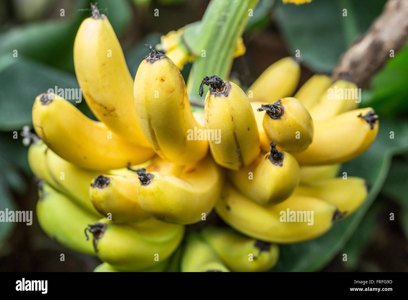 https://c8.alamy.com/comp/FRFG9D/ripe-bunch-of-bananas-on-the-palm-closeup-picture-FRFG9D.jpg