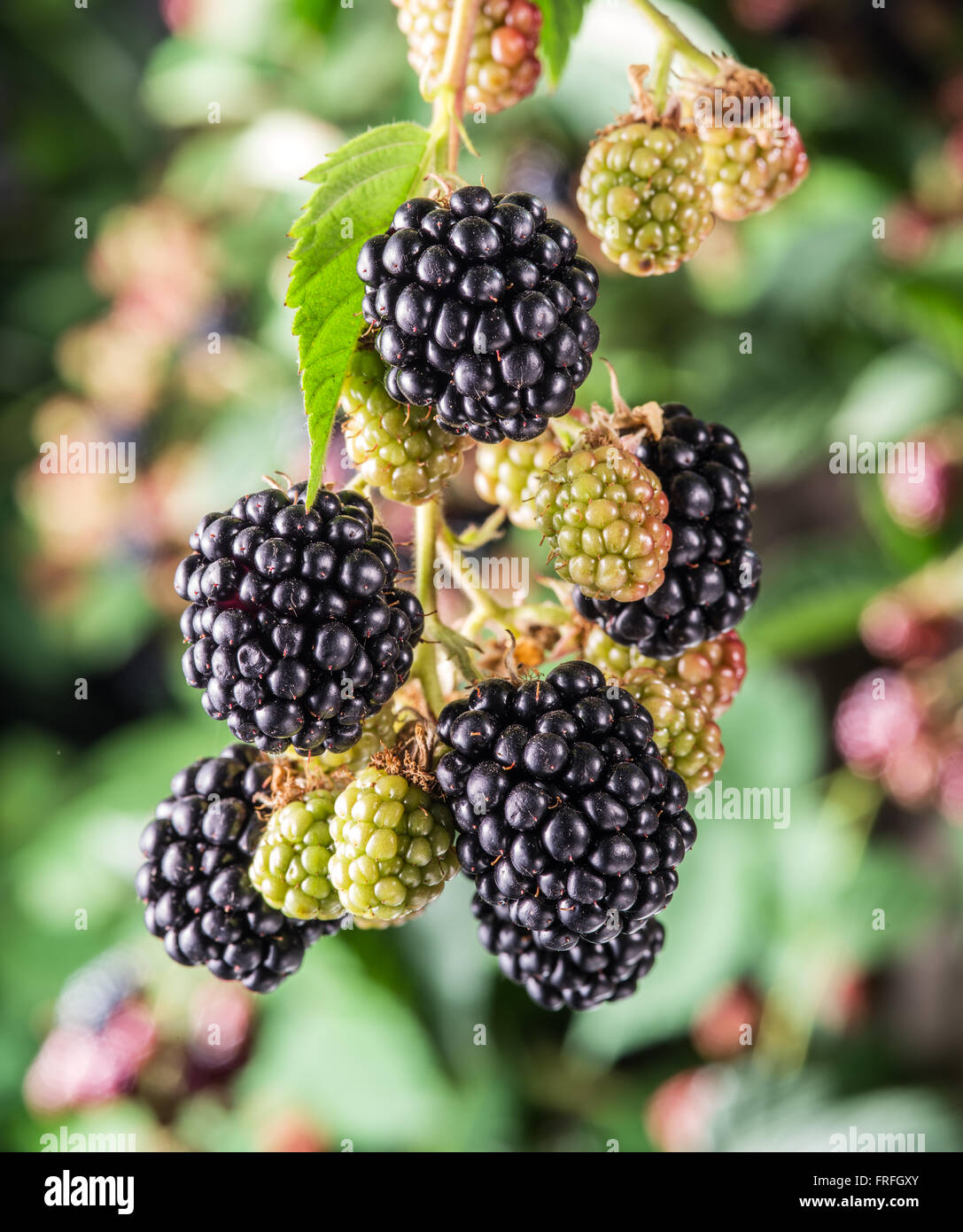 Blackberries on the shrub in the garden. Closeup shot. Stock Photo