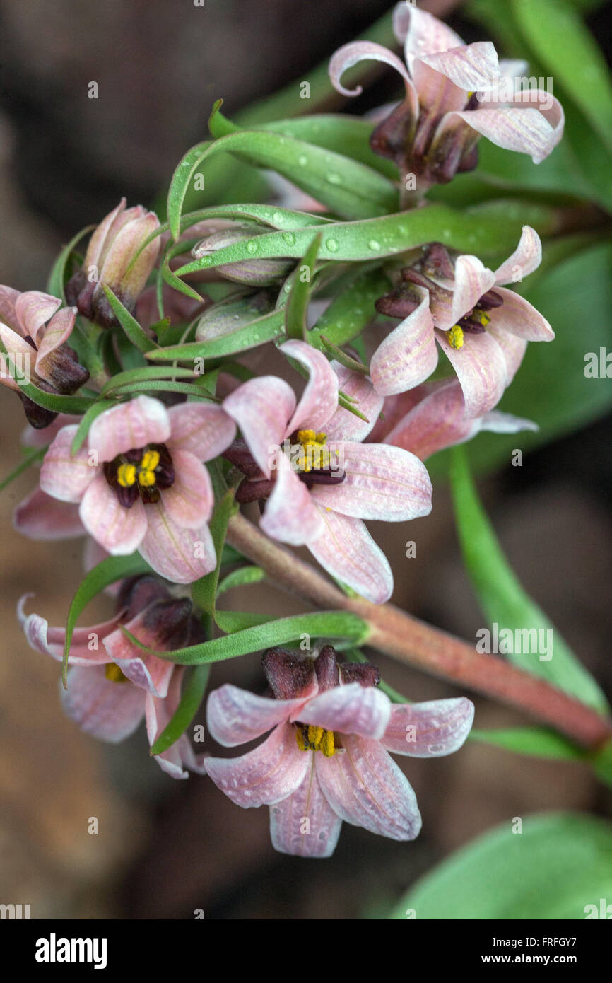 Fritillaria stenanthera Stock Photo