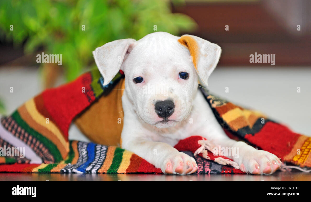 American Staffordshire terrier puppy sitting on blanket Stock Photo