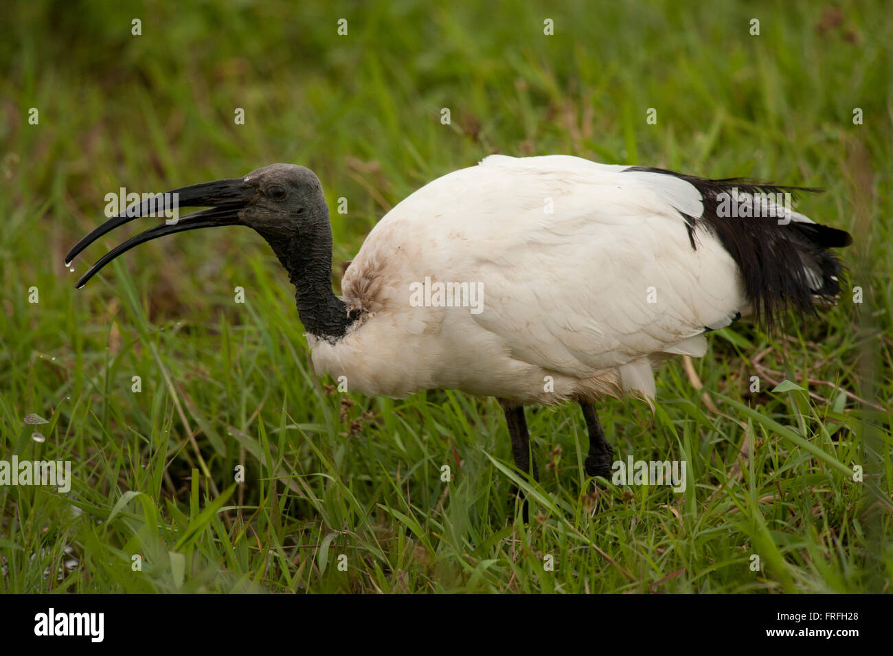 African sacred ibis on the grass in Amboseli National Park Stock Photo