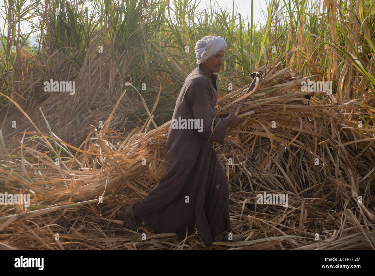 Sugar cane juice egypt hires stock photography and images Alamy