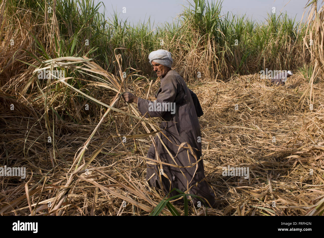 Egyptian sugarcane hires stock photography and images Alamy