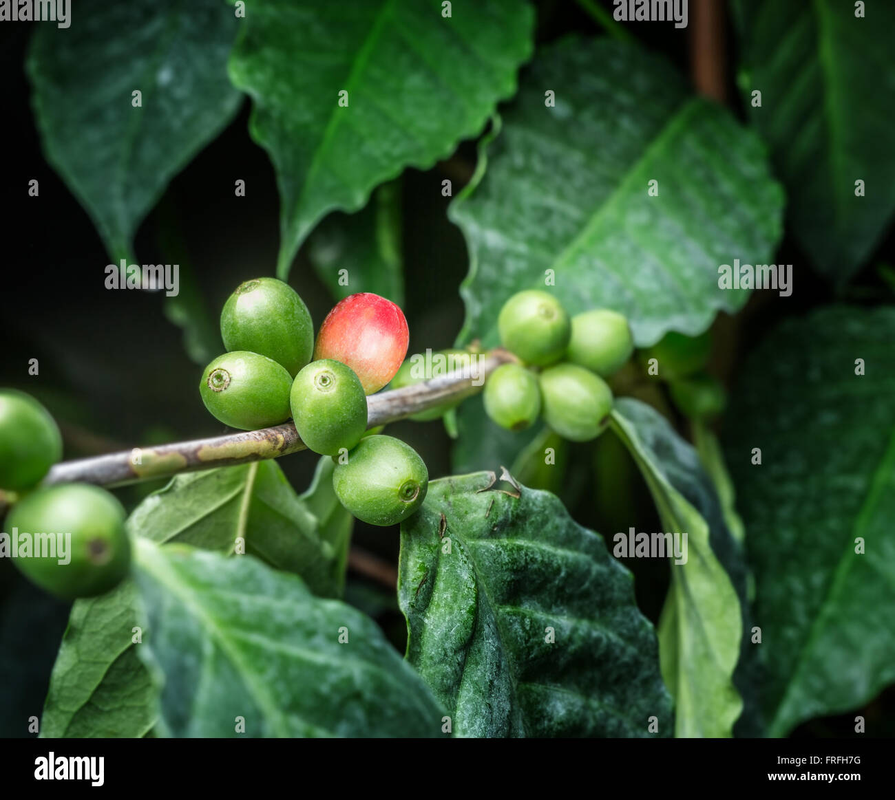 Young Coffee Trees Conilon Robusta Coffea Stock Photo 2348726333