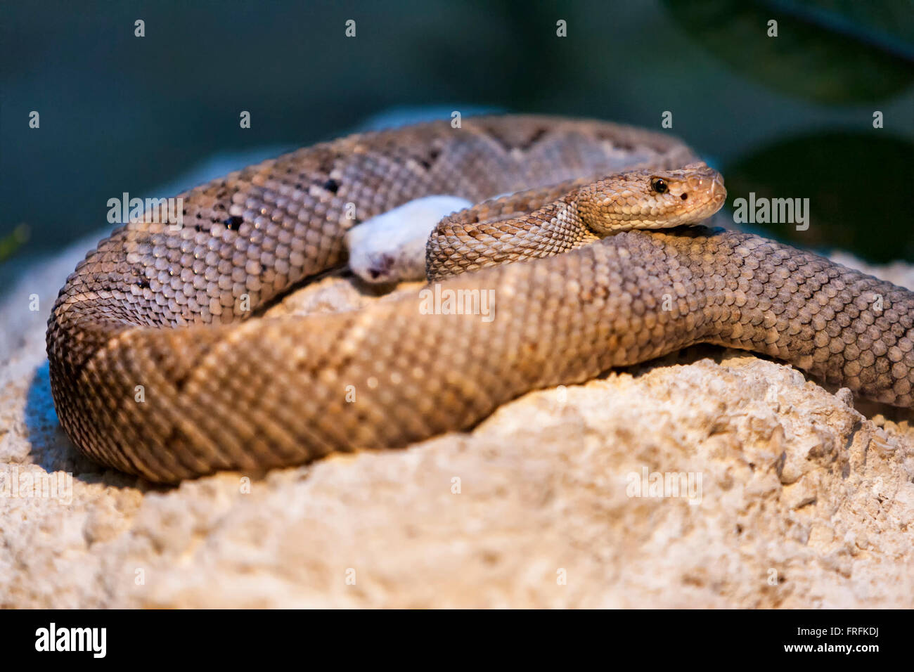 Texas diamond back rattlesnake hires stock photography and images Alamy
