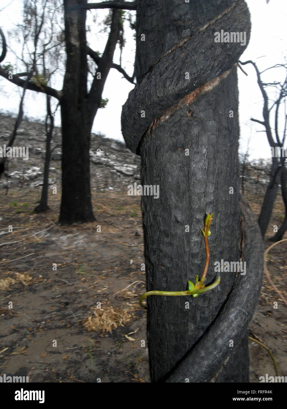 Preston Beach, southwest Western Australia - 22 March 2016 - Tiny green shoots of a native vine (possibly Hardenbergia) twine around blackened tree trunks. Early signs of regrowth after the devastating January 2016 bushfires are starting to be seen in some of the Australian native forest ecosystems in the region following recent rains. Credit:  Suzanne Long/Alamy Live News Stock Photo