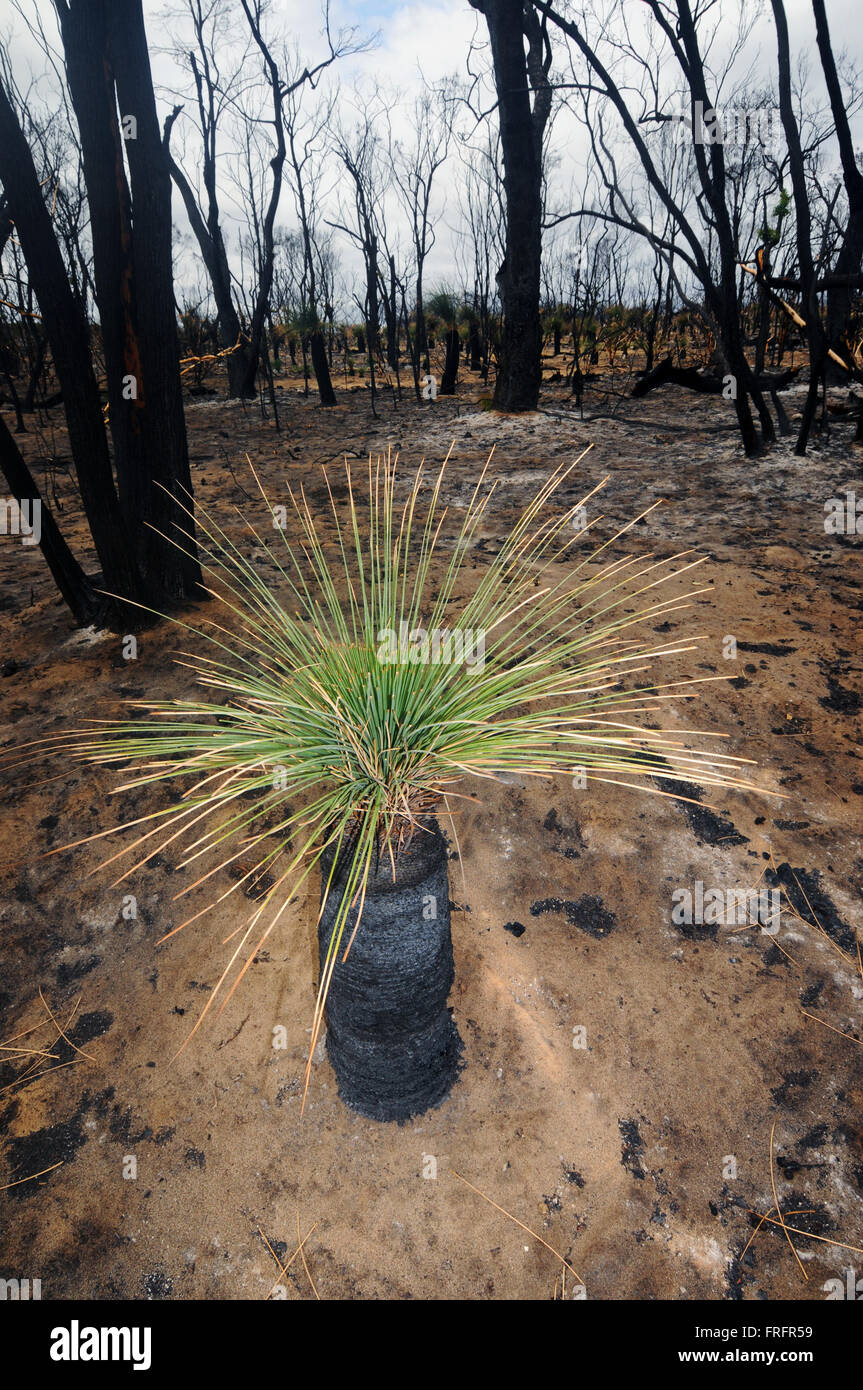 Preston Beach, southwest Western Australia - 22 March 2016 - Grass trees (Xanthorrhoea) are the first to show green shoots and even individuals this size may be centuries old. Early signs of regrowth after the devastating January 2016 bushfires are starting to be seen in some of the Australian native forest ecosystems in the region following recent rains. Credit:  Suzanne Long/Alamy Live News Stock Photo