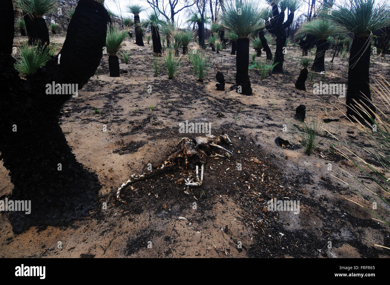 Preston Beach, southwest Western Australia - 22 March 2016 - Remains of a kangaroo amongst burnt but regrowing Grass trees (Xanthorrhoea), which are amongst the first species to show signs of recovery. Early signs of regrowth after the devastating January 2016 bushfires are starting to be seen in some of the Australian native forest ecosystems in the region following recent rains. Credit:  Suzanne Long/Alamy Live News Stock Photo