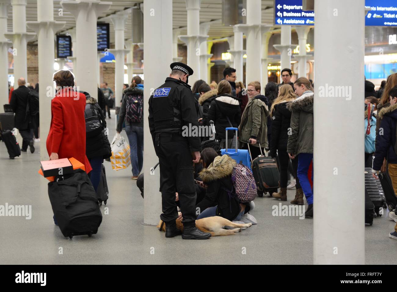 London, UK. 22nd March, 2016. Members of the public stroke Police sniffer dogs at the Eurostar terminal, London. Credit: Marc Ward/Alamy Live News Stock Photo