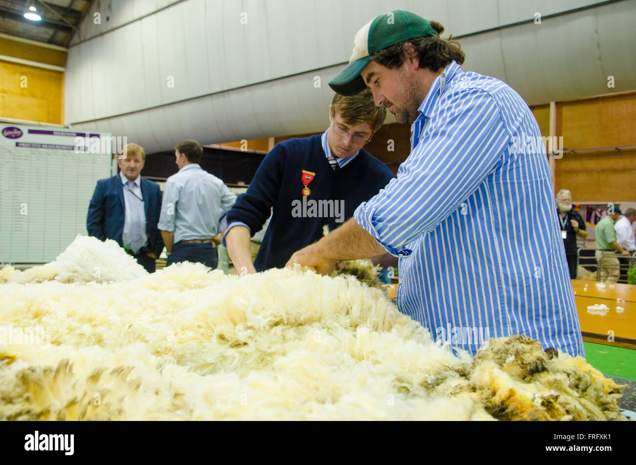 Royal easter show sheep High Resolution Stock Photography and Images