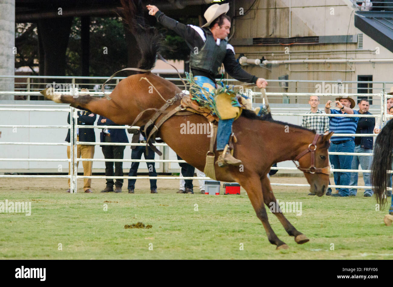 Rodeo New Zealand High Resolution Stock Photography and Images - Alamy