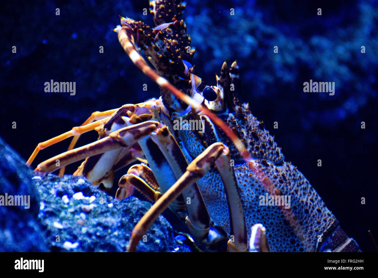 Gijon, Spain. 22nd March, 2016. Common Spiny Lobster (Palinurus Elephas
