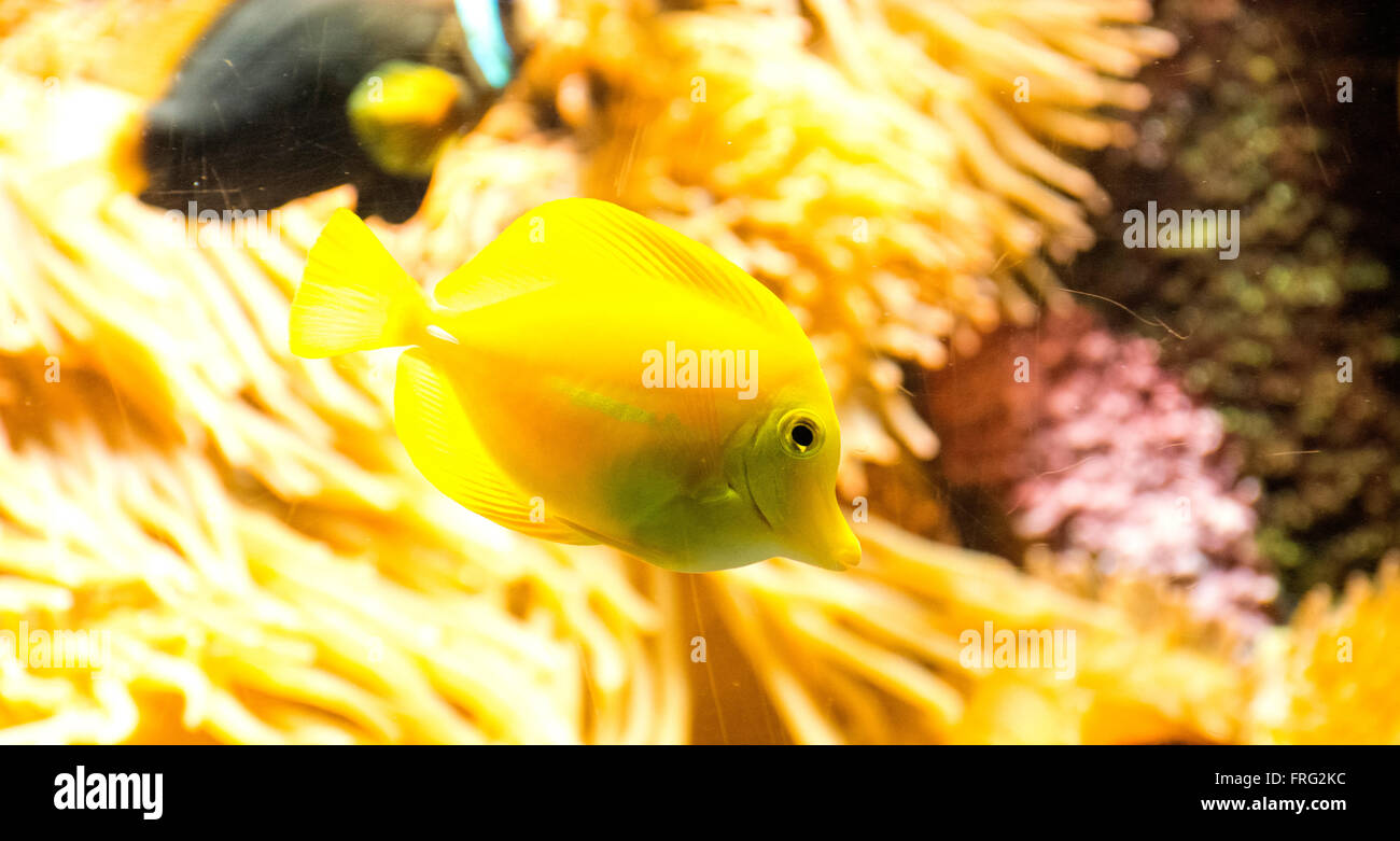 Gijon, Spain. 22nd March, 2016. Yellow Tang (Zebrasoma Flavescens) at