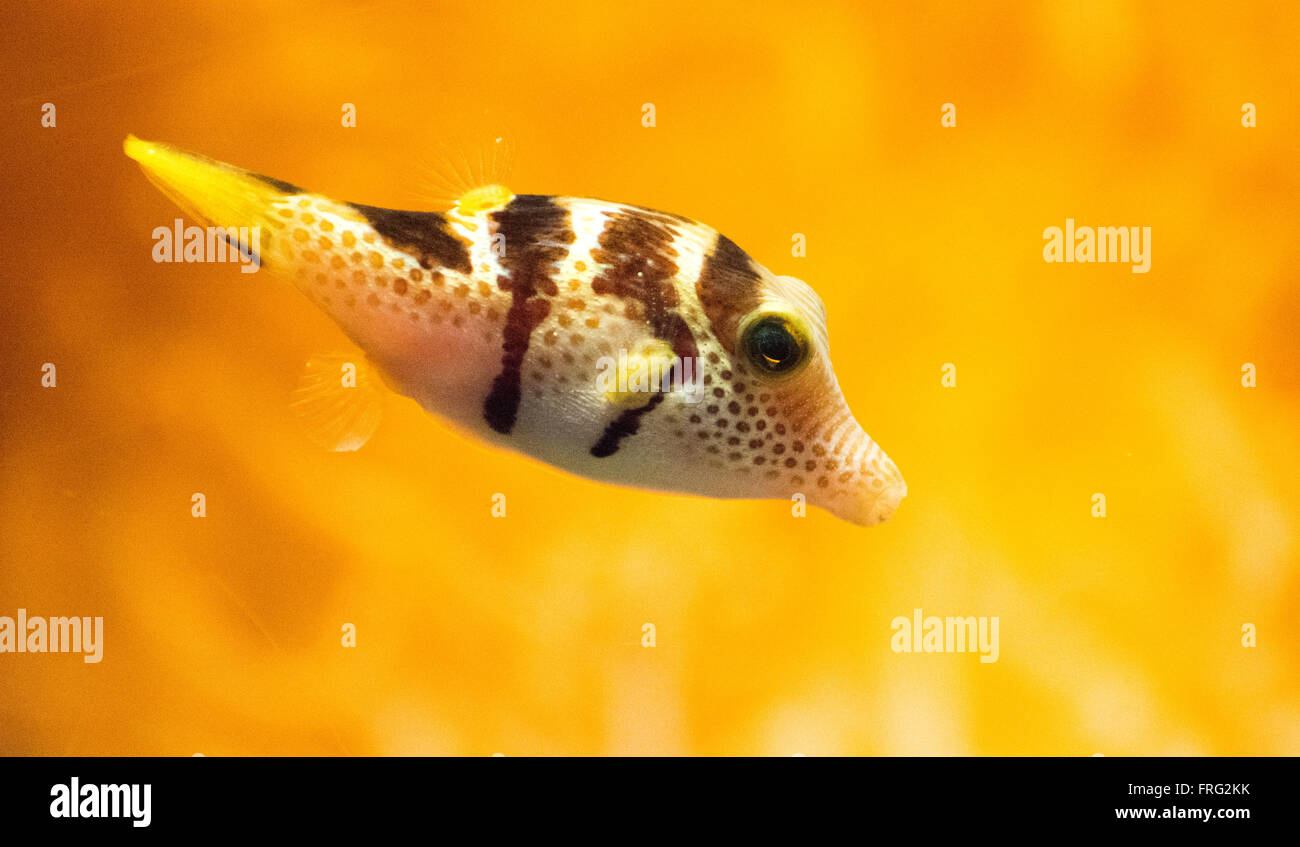 Gijon, Spain. 22nd March, 2016. Bennett's Shapnose Puffer (Canthigaster Bennetti) at Aquarium of Gijon World Water Day on March 22, 2016 in Gijon, Spain. Credit: David Gato/Alamy Live News Stock Photo