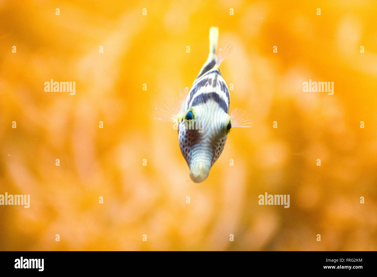 Gijon, Spain. 22nd March, 2016. Bennett's Shapnose Puffer (Canthigaster Bennetti) at Aquarium of Gijon World Water Day on March 22, 2016 in Gijon, Spain. Credit:  David Gato/Alamy Live News Stock Photo