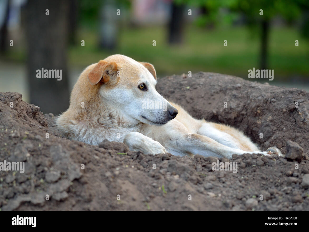 Why Do Dogs Like Laying In Dirt
