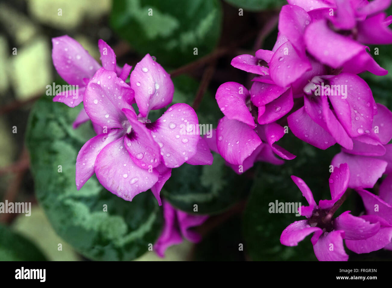 Cyclamen coum, the eastern sowbread, dark pink flower Stock Photo