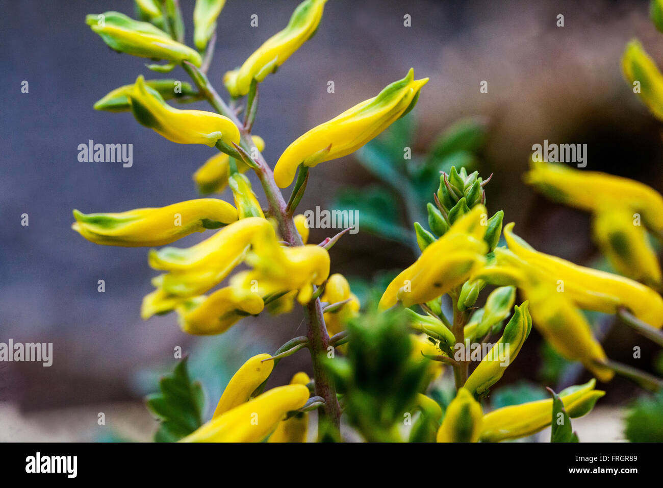 Corydalis wilsonii, yellow flowering Stock Photo