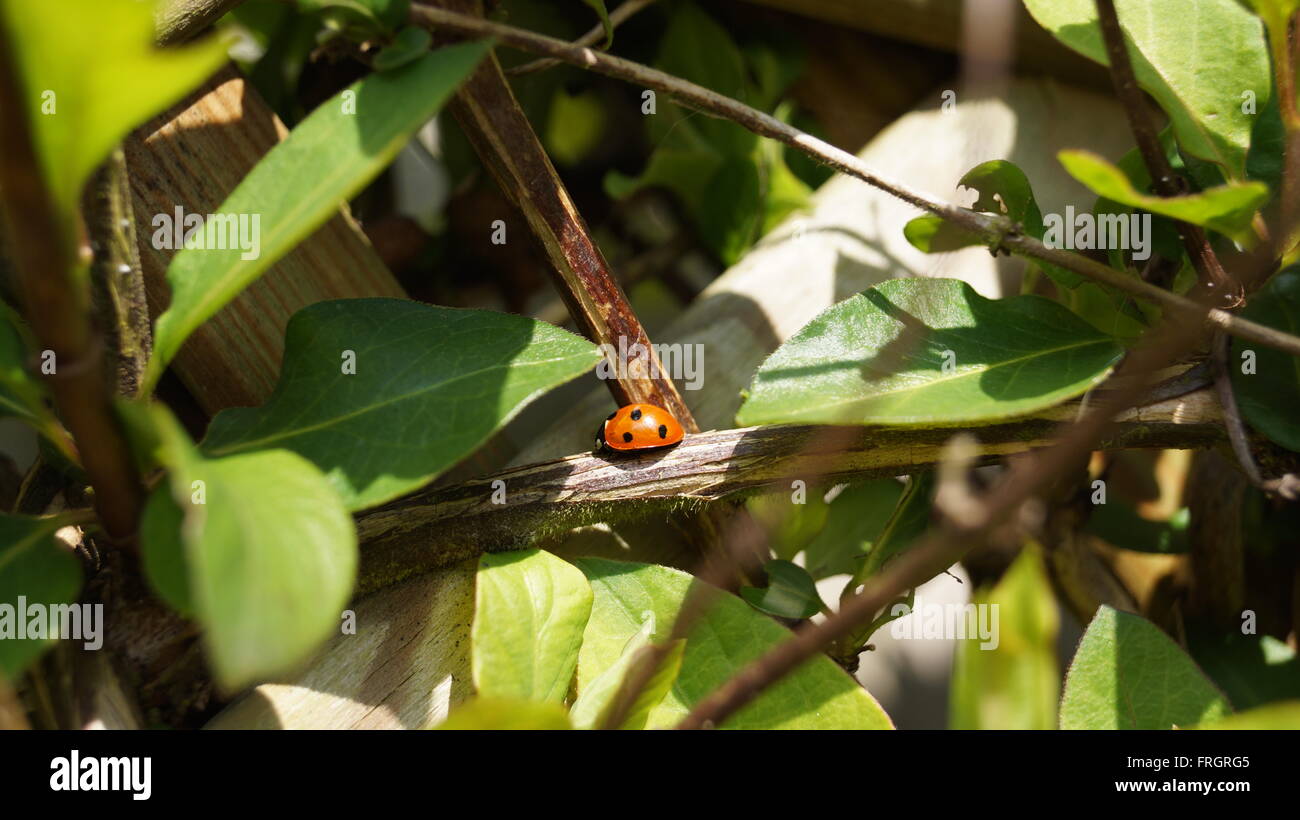 Harlequin ladybug on a branch in sunlight Stock Photo
