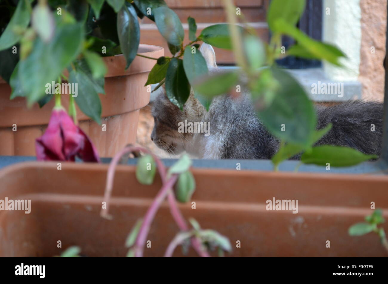 Pretty fluffy stray cat looking from behind a plant Stock Photo