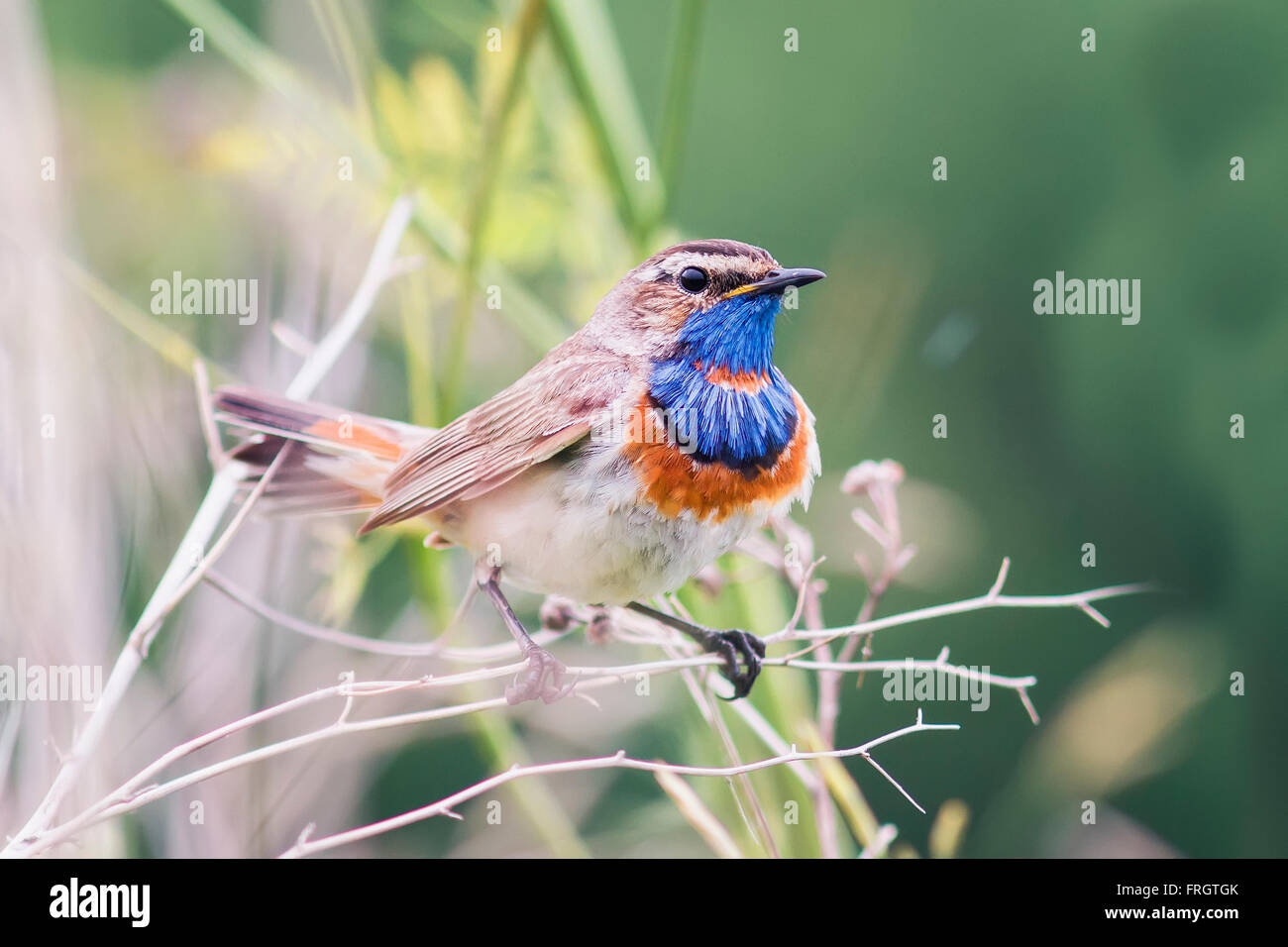 the male bird is the Bluethroat Nightingale sings to attract the