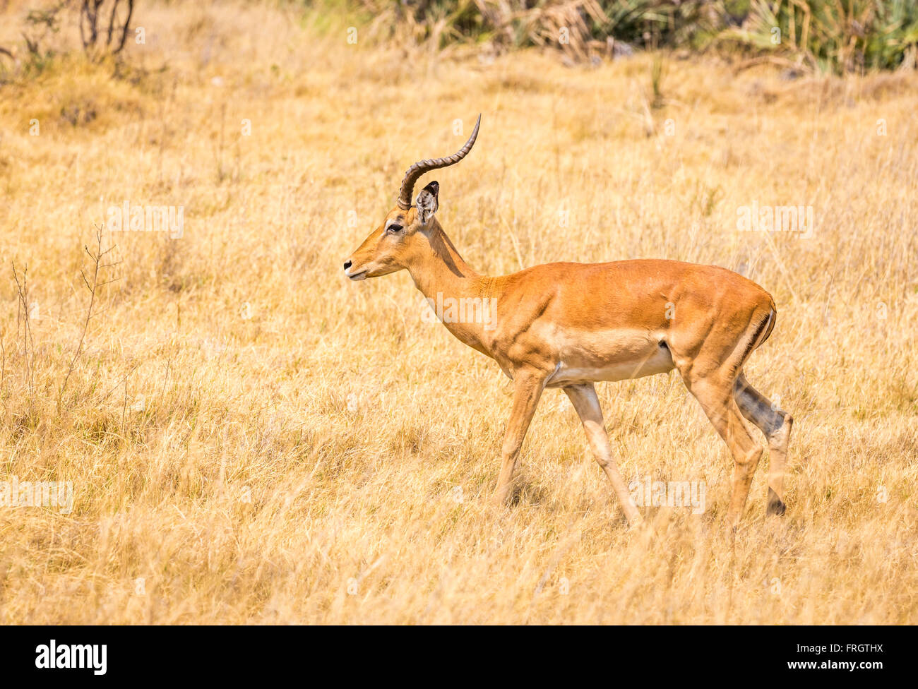 Male impala moremi game reserve hi-res stock photography and images - Alamy