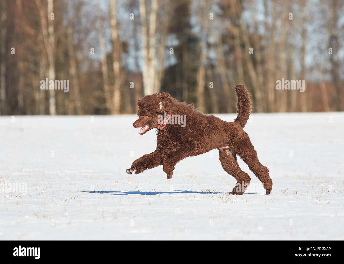 Poodle jumping in the snow in winter Stock Photo - Alamy