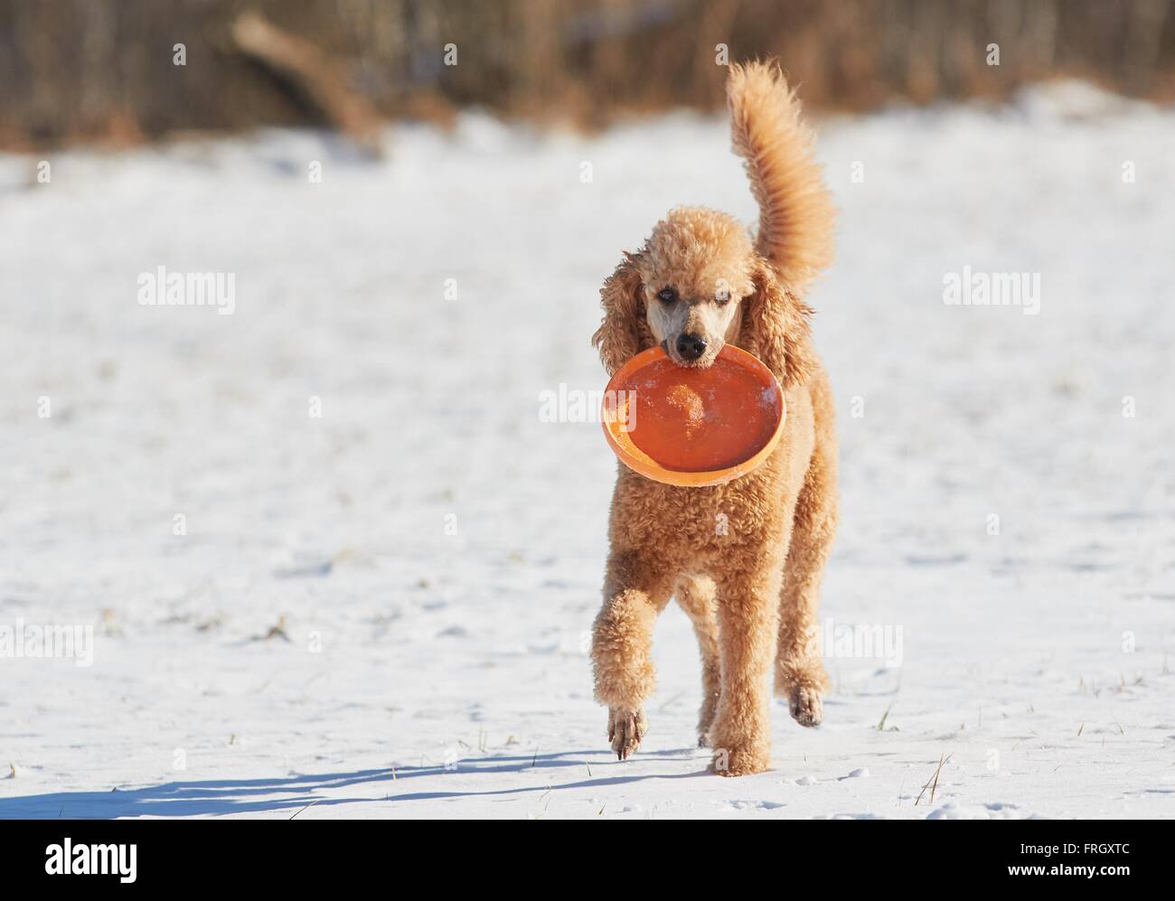 Playful poodle playing with a toy in winter. Stock Photo