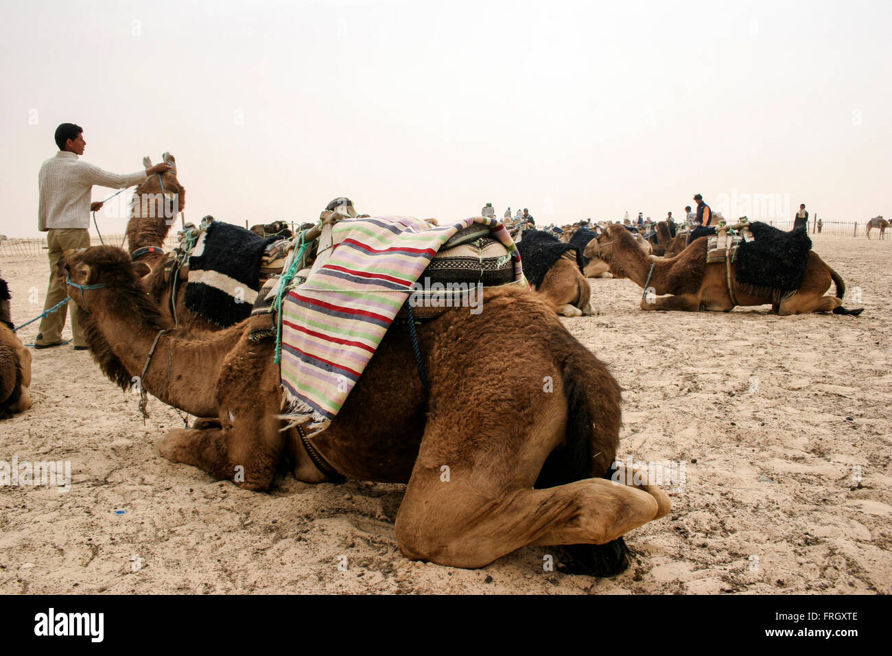 many camels in a row sitting down waiting for the tourists to come for