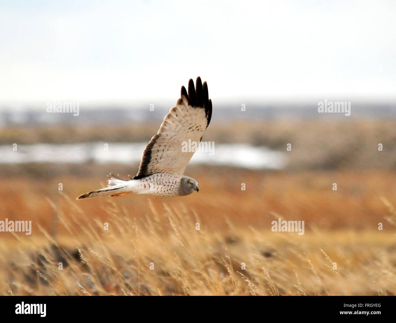 A male Northern Harrier hunting over the grasslands in winter at ...