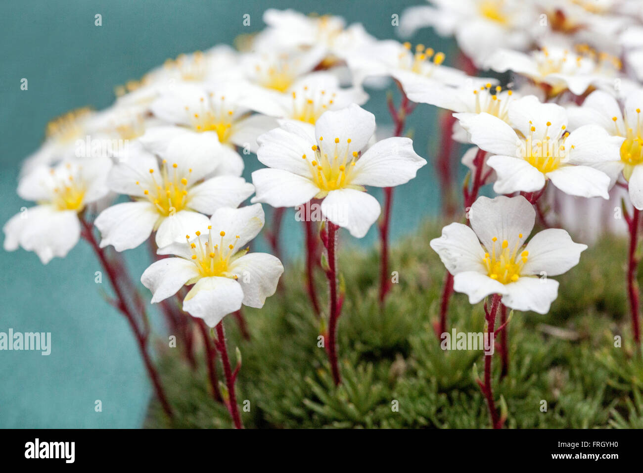 Saxifraga burseriana White flowers Alpine saxifrage Stock Photo