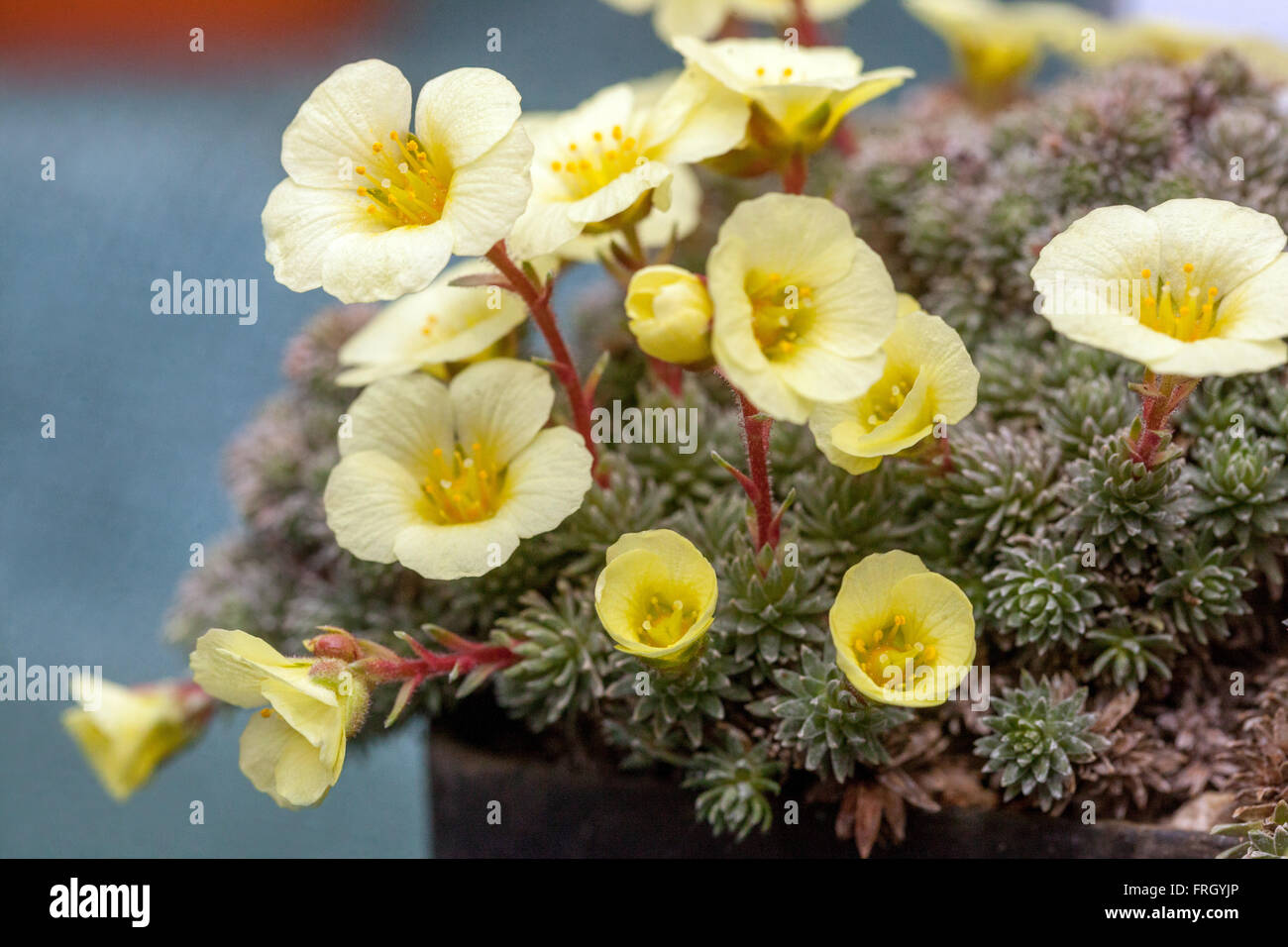 Saxifraga boydii 'Faldonside' Alpine saxifrage Stock Photo