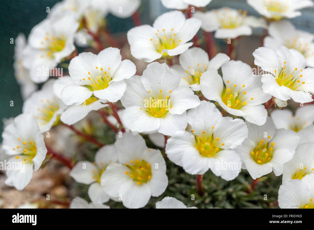 Saxifraga burseriana 'Brookside' White flowers Alpine saxifrage Stock Photo