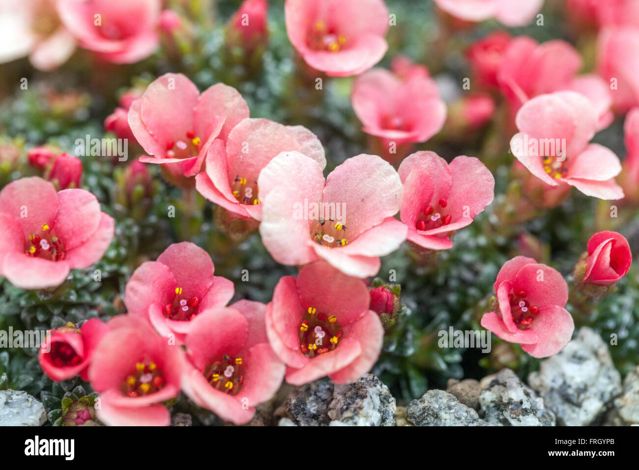 Saxifraga 'Amberine' alpine saxifrage Stock Photo