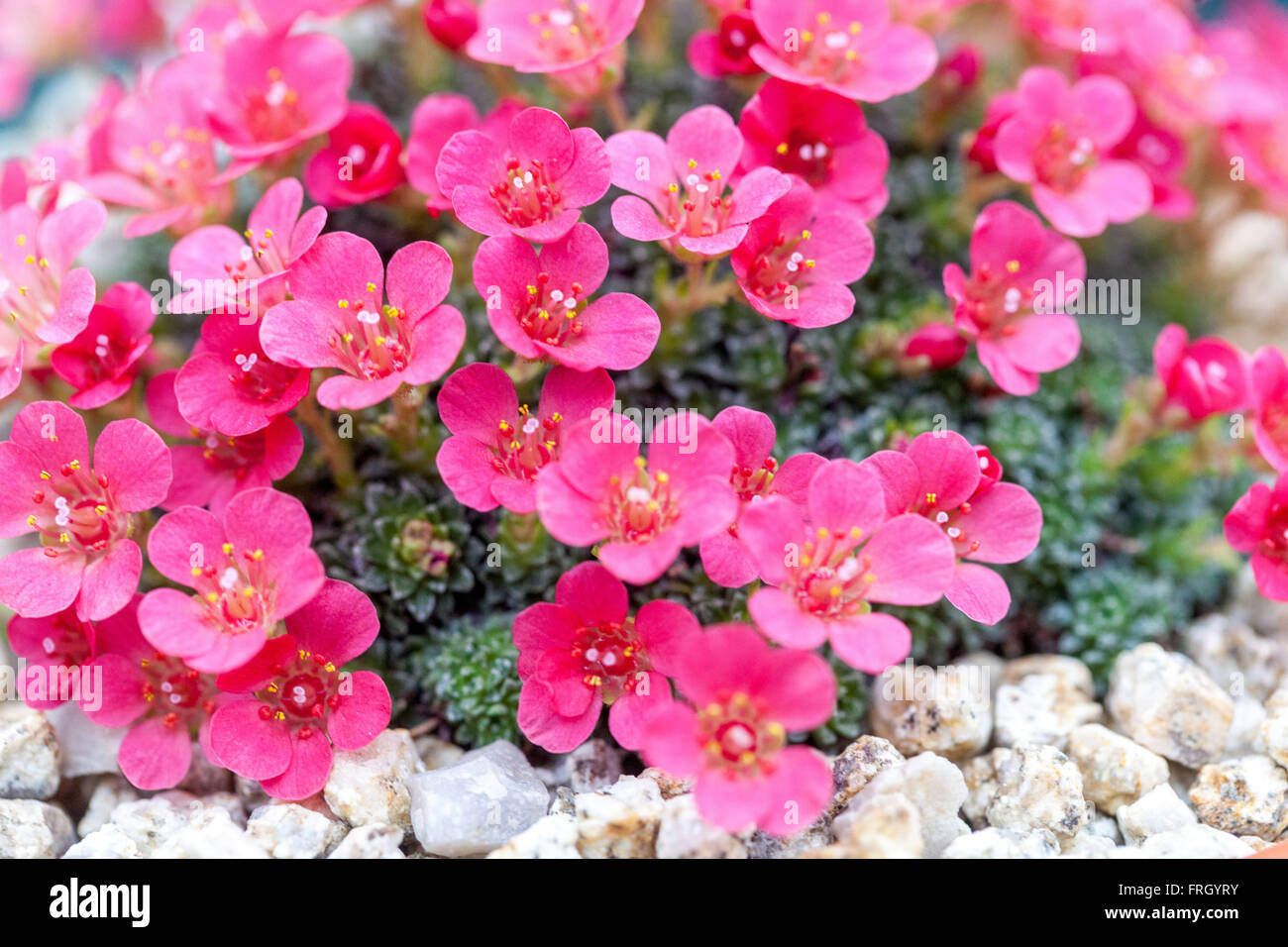 Saxifraga 'Adrian Young' Alpine saxifrage pink mossy Stock Photo