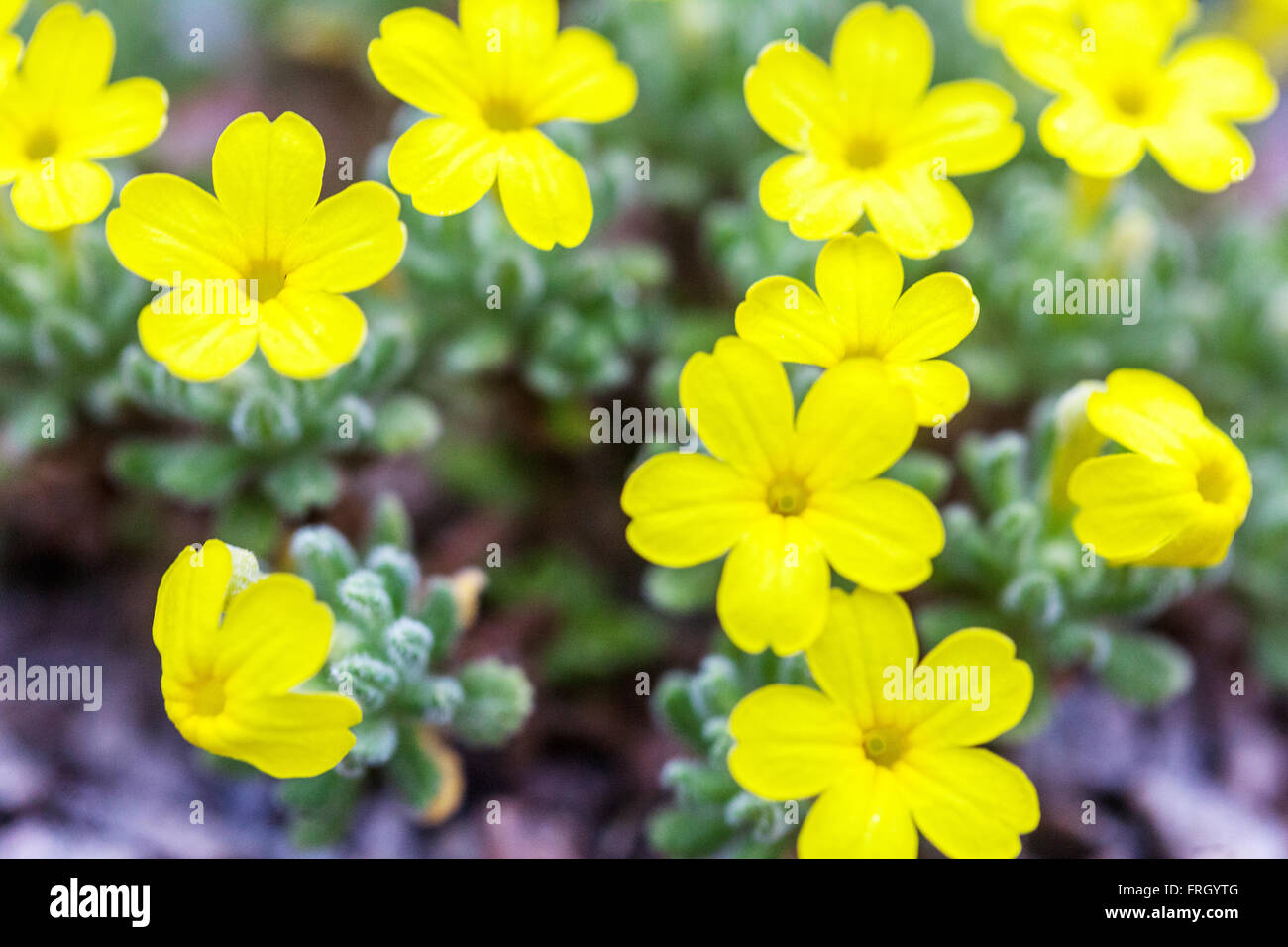 Dionysia aretioides Alpine, Rockery, Plant Stock Photo