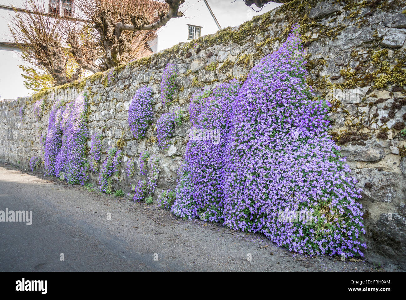 Purple Aubretia growing on a stone garden wall in spring Stock Photo