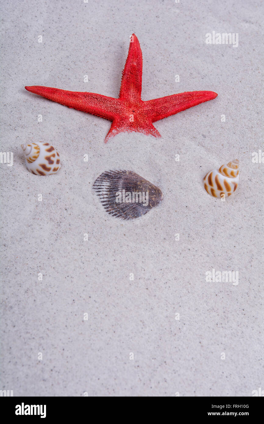 Red starfish and shells on a grey sand background Stock Photo - Alamy
