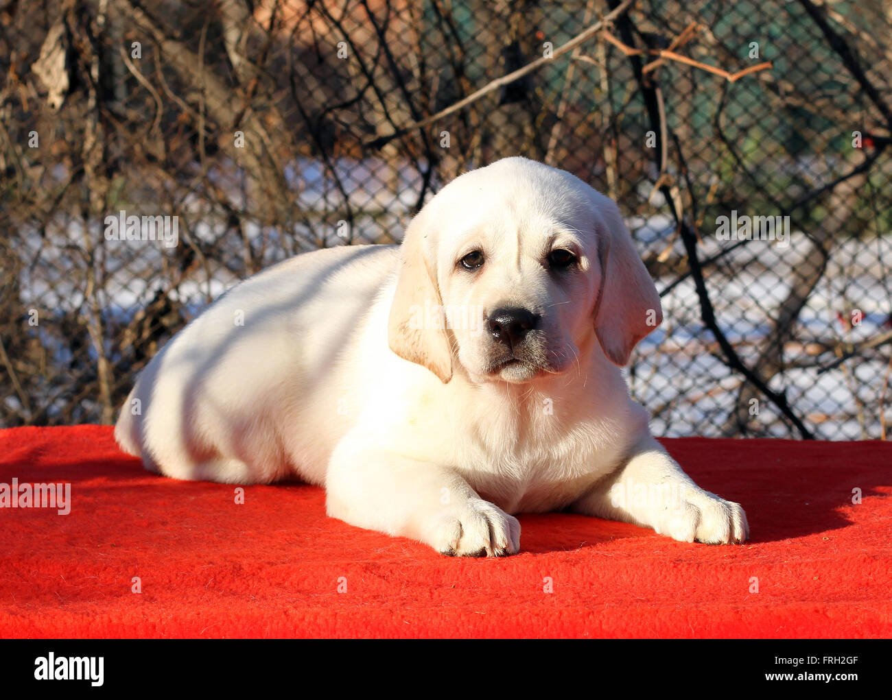 little yellow labrador puppy sitting on red background Stock Photo - Alamy