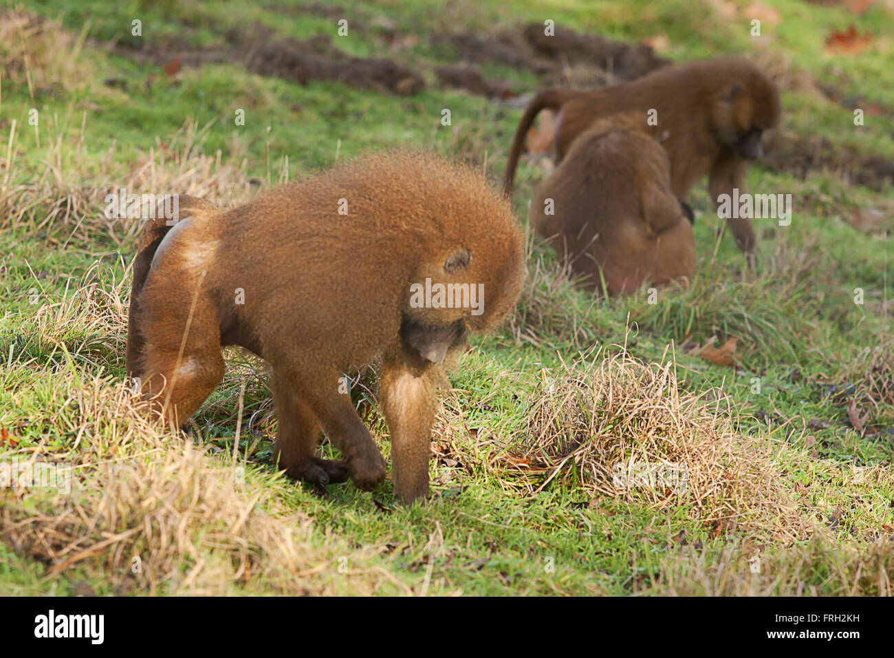 photo of a male Guinea baboon feeding Stock Photo