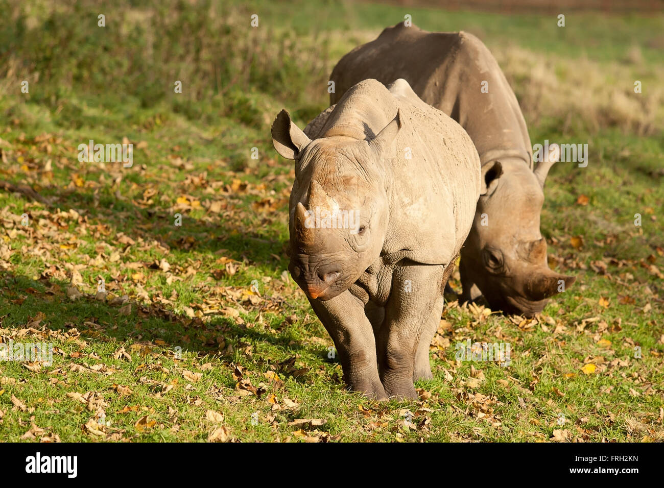 photo of a pair of black rhino in the sunshine Stock Photo