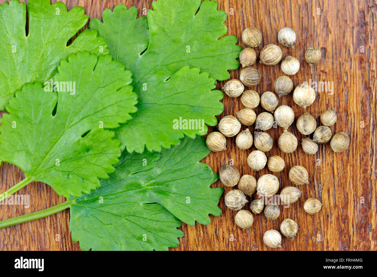 Fresh Coriander leaves and seeds, coriandrum sativum, also called pak chee, cilantro and chinese