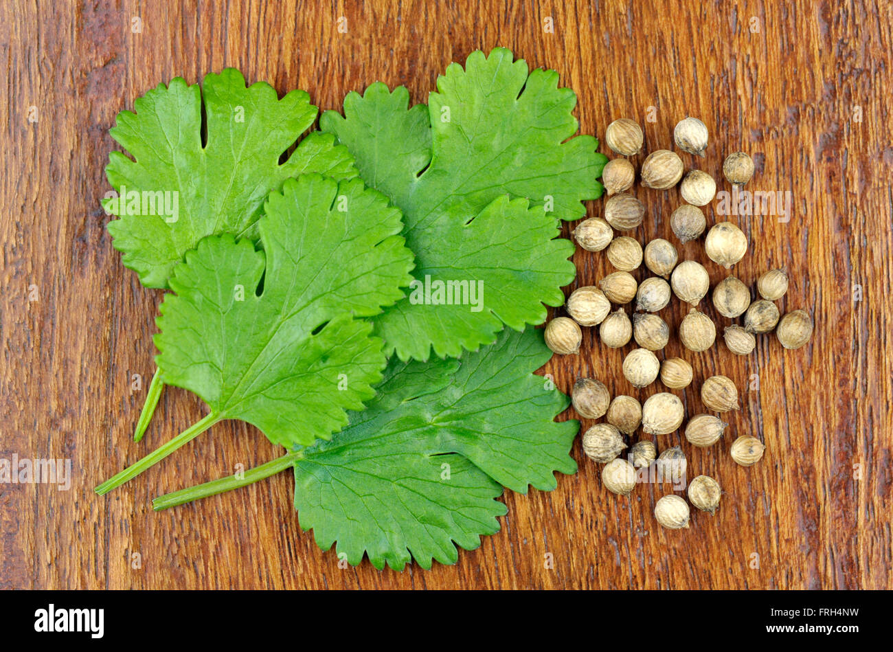 Fresh Coriander leaves and seeds, coriandrum sativum, also called pak