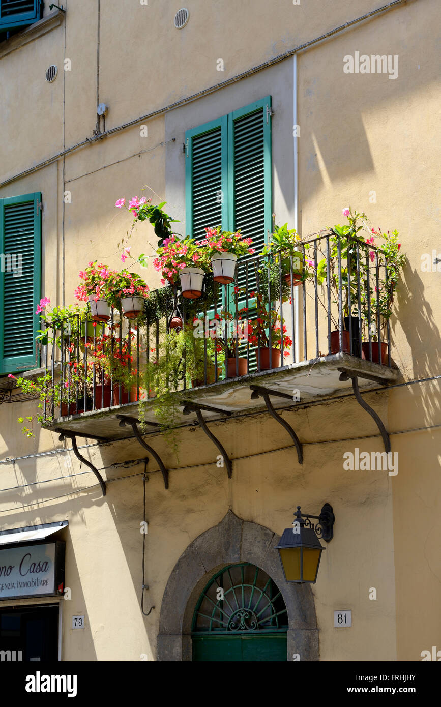Flowers on a balcony. Via Cardinale Maffi Pietro, Pisa, Toscana, Tuscany, Italy, Europe Stock Photo