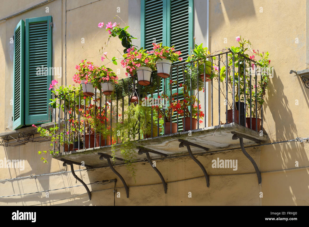 Flowers on a balcony. Via Cardinale Maffi Pietro, Pisa, Toscana, Tuscany, Italy, Europe Stock Photo