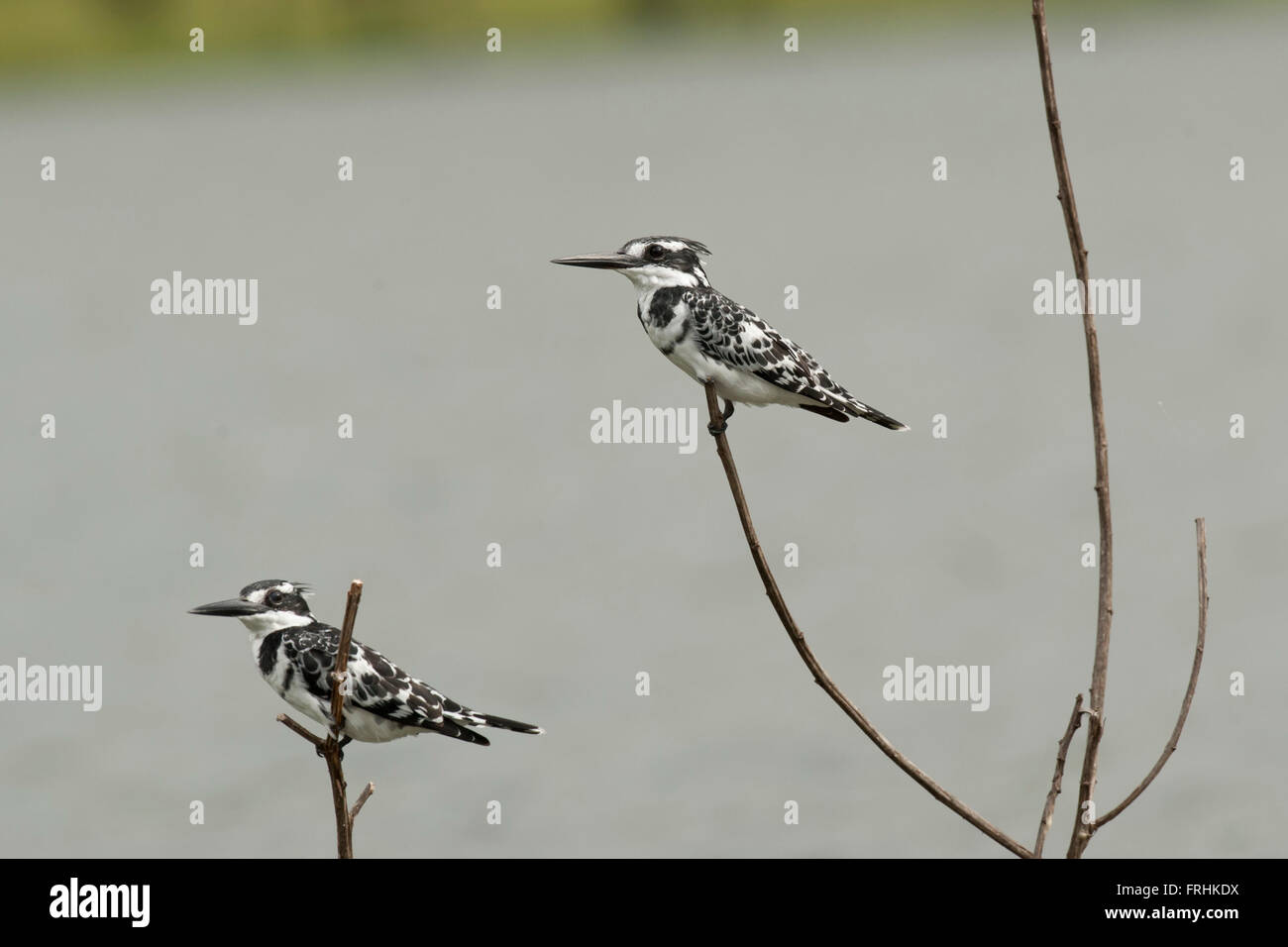 Two pied kingfishers on a branch in Lake Naivasha Stock Photo