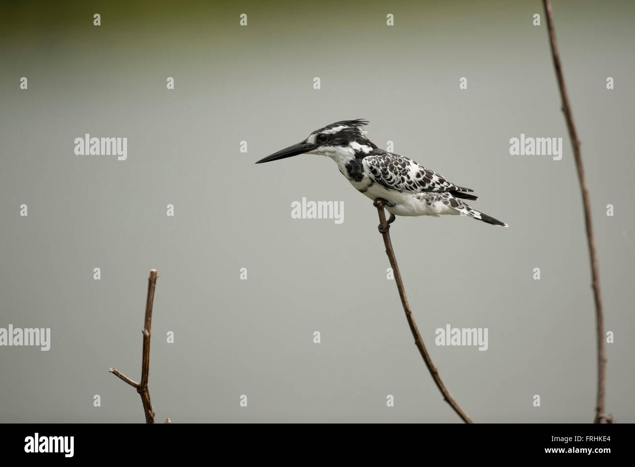 Pied kingfisher on a branch in Lake Naivasha Stock Photo